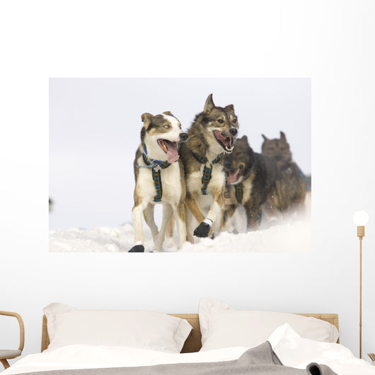 Michael Suprenant's Lead Dogs Wall Mural