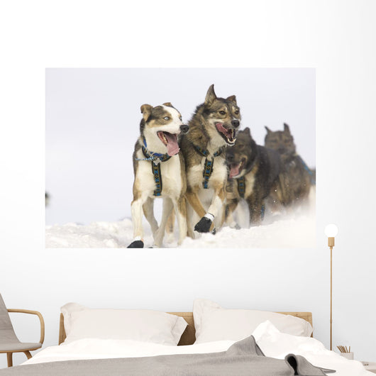Michael Suprenant's Lead Dogs Wall Mural