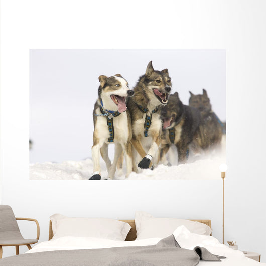 Michael Suprenant's Lead Dogs Wall Mural