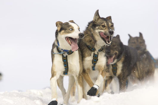 Michael Suprenant's Lead Dogs Wall Mural