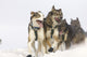 Michael Suprenant's Lead Dogs Wall Mural