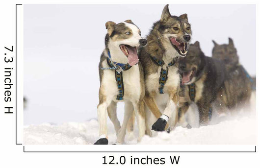 Michael Suprenant's Lead Dogs Wall Mural
