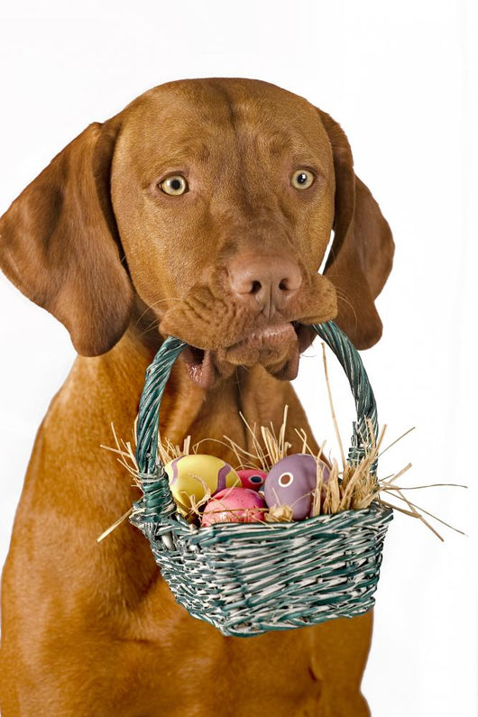 Dog Holding Easter Basket Wallmonkeys