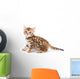 Bengal kitten on white background Wall Decal