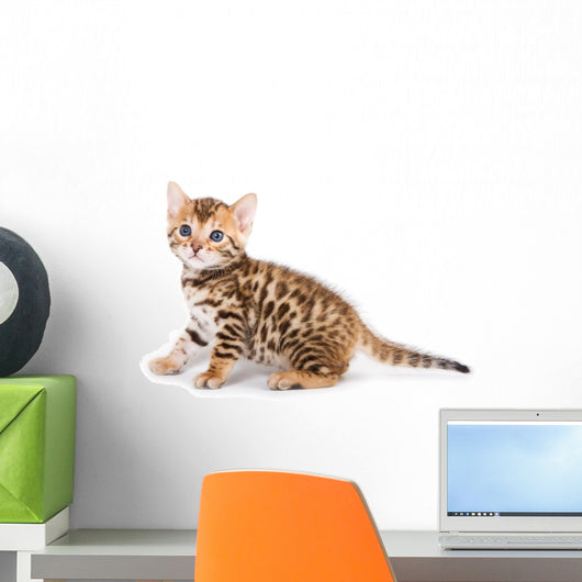 Bengal kitten on white background Wall Decal