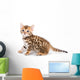 Bengal kitten on white background Wall Decal