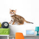 Bengal kitten on white background Wall Decal