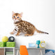 Bengal kitten on white background Wall Decal
