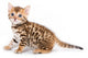 Bengal kitten on white background Wall Decal