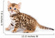 Bengal kitten on white background Wall Decal