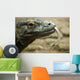 Komodo Dragon