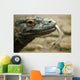 Komodo Dragon