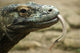 Komodo Dragon