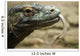 Komodo Dragon