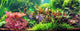 Decorative aquarium Wall Mural