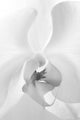 Beautiful White Flower Orchid