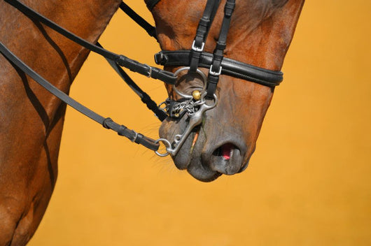 Dressage - muzzle of bay horse Wall Mural