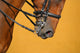 Dressage - muzzle of bay horse Wall Mural