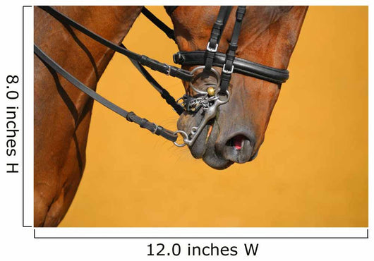 Dressage - muzzle of bay horse Wall Mural