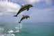 Pair Of Bottle Nose Dolphins Jumping Roatan Honduras Summer Wall Mural
