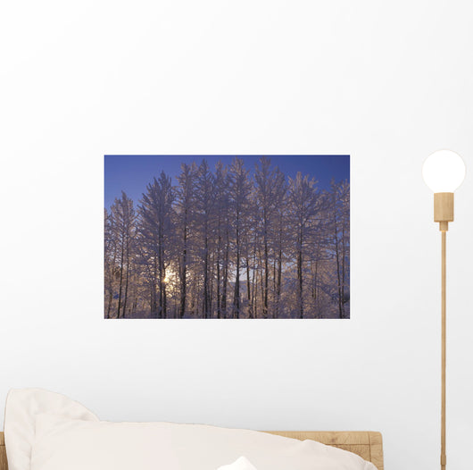 Frost Covered Trees Winter Scenic Sc Ak Wall Mural
