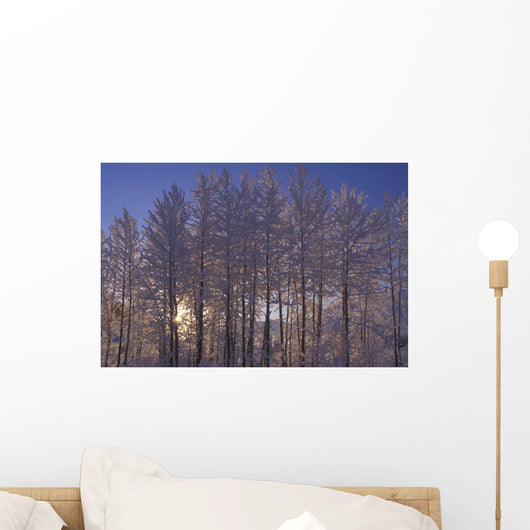 Frost Covered Trees Winter Scenic Sc Ak Wall Mural