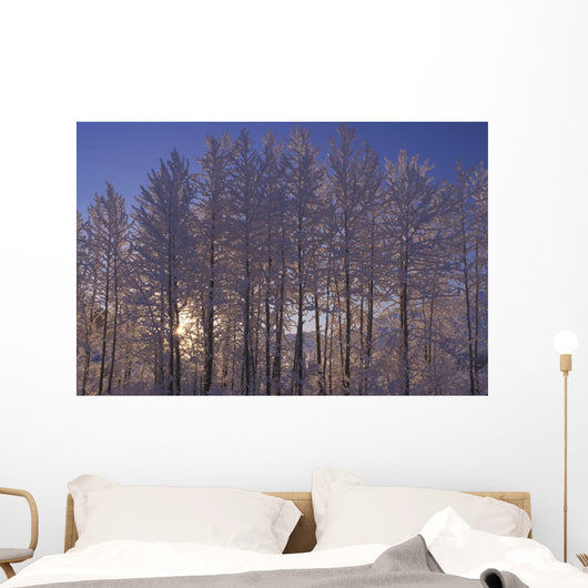Frost Covered Trees Winter Scenic Sc Ak Wall Mural