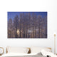 Frost Covered Trees Winter Scenic Sc Ak Wall Mural