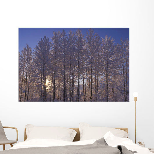 Frost Covered Trees Winter Scenic Sc Ak Wall Mural