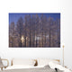 Frost Covered Trees Winter Scenic Sc Ak Wall Mural
