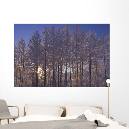 Frost Covered Trees Winter Scenic Sc Ak Wall Mural