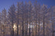 Frost Covered Trees Winter Scenic Sc Ak Wall Mural
