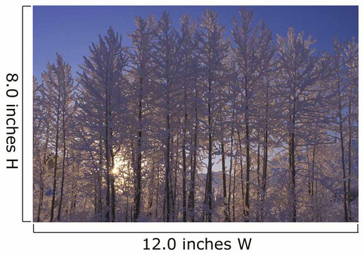 Frost Covered Trees Winter Scenic Sc Ak Wall Mural