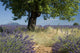 Lavender field with Olive tree, Provence. France Wall Mural