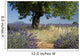 Lavender field with Olive tree, Provence. France Wall Mural
