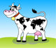 Happy Cow