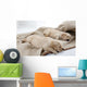 Sleeping Puppies of Golden Retriever Wall Mural