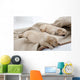 Sleeping Puppies of Golden Retriever Wall Mural