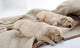 Sleeping Puppies of Golden Retriever Wall Mural
