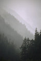 Trees In Fog Seward Southcentral Ak Winter Scenic Wall Mural