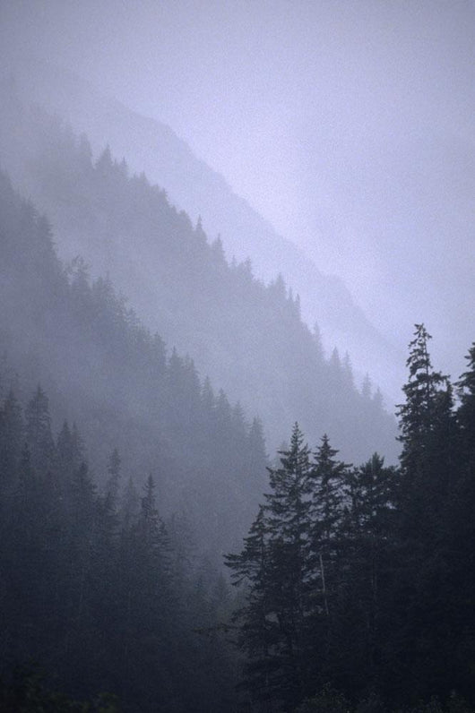 Trees In Fog Seward Southcentral Ak Winter Scenic Wall Mural