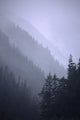 Trees In Fog Seward Southcentral Ak Winter Scenic Wall Mural