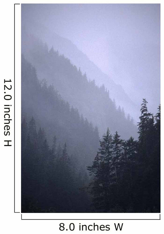 Trees In Fog Seward Southcentral Ak Winter Scenic Wall Mural