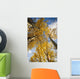 Aspen Trees Fall Colors Wall Mural