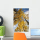 Aspen Trees Fall Colors Wall Mural
