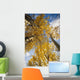 Aspen Trees Fall Colors Wall Mural