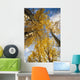 Aspen Trees Fall Colors Wall Mural