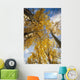 Aspen Trees Fall Colors Wall Mural