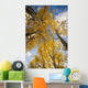Aspen Trees Fall Colors Wall Mural