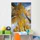 Aspen Trees Fall Colors Wall Mural